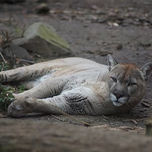 Puma concolor
