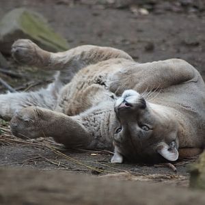 Puma concolor