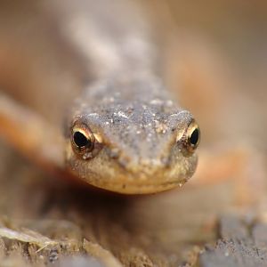 Lissotriton vulgaris