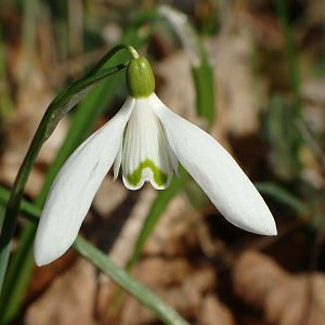 Galanthus nivalis L.