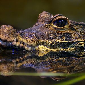 Osteolaemus tetraspis