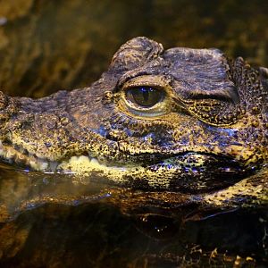 Osteolaemus tetraspis