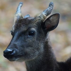 Cervus alfredi