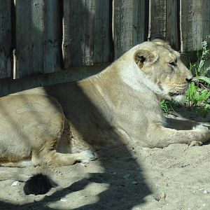 Tallinn Zoo: August 2015