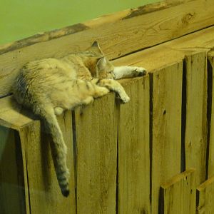 Tallinn Zoo: August 2015