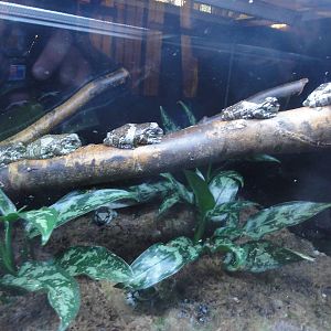 Tallinn Zoo: August 2015