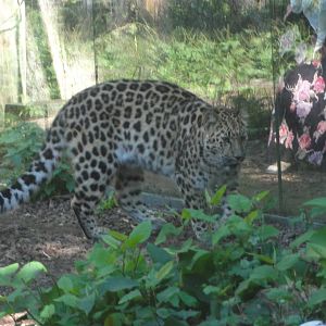 Tallinn Zoo: August 2015