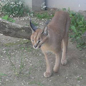 Tallinn Zoo: August 2015