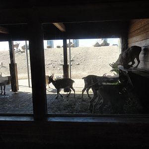 Tallinn Zoo: August 2015