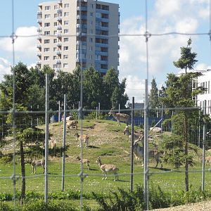 Tallinn Zoo: August 2015
