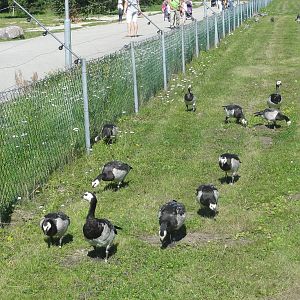 Tallinn Zoo: August 2015