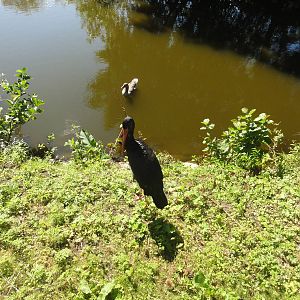 Tallinn Zoo: August 2015