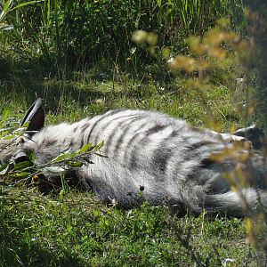 Tallinn Zoo: August 2015