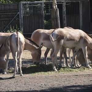 Tallinn Zoo: August 2015