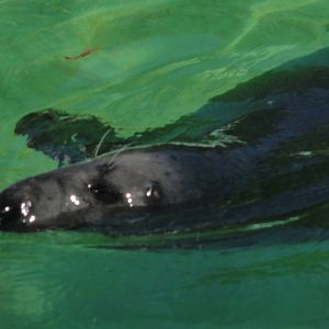 Tallinn Zoo: August 2015