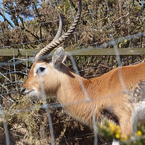 Lechwe feeding