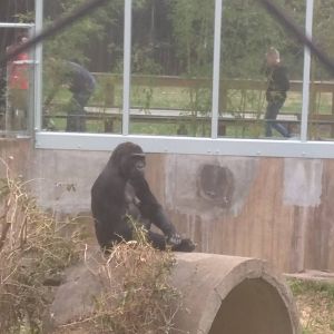 Great Ape House - Western Lowland Gorilla - Mandara