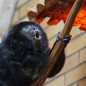 Alouatta caraya
