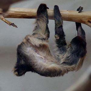 Bradypus tridactylus