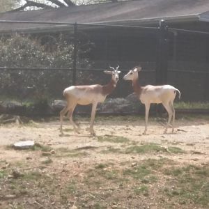 Cheetah Conservation Station - Dama Gazelle