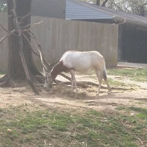 Cheetah Conservation Station - Scimitar Horned Oryx