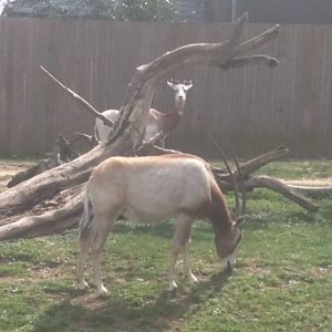 Cheetah Conservation Station - Dama Gazelle - Scimitar Horned Oryx