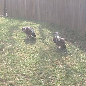 Cheetah Conservation Station - Ruppells Griffon Vulture