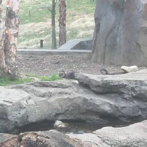 Asia Trail - Asian Small Clawed Otter