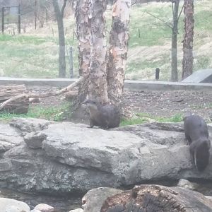 Asia Trail - Asian Small Clawed Otter