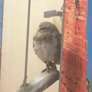 Bird House - Burrowing Owl