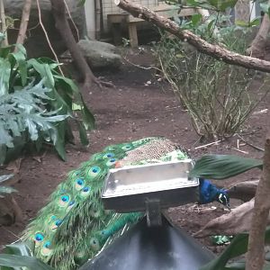 Bird House - Peacock