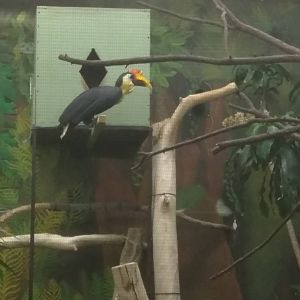 Bird House - Wrinkled Hornbill