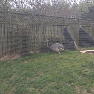 Bird House - Greater Rhea