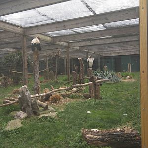 Bird House - King Vulture