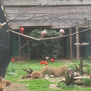Bird House - Roseate Spoonbill - Scarlet Ibis