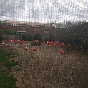 Bird House - American Flamingo