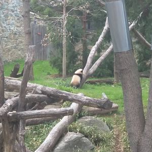 Asia Trail - Giant Panda - Bei Bei