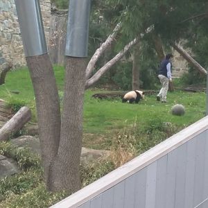 Asia Trail - Giant Panda - Bei Bei