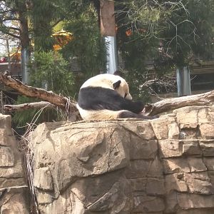 Asia Trail - Giant Panda - Tian Tian