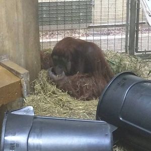 Great Ape House - Orangutan (Hybrid) - Kiko