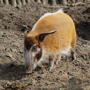 Potamochoerus porcus