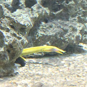 Leaf-nosed morey eel