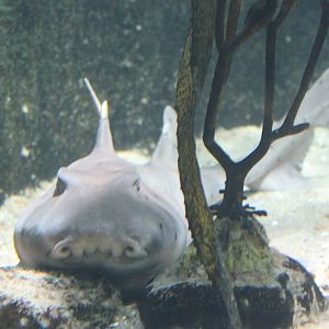 Horn shark