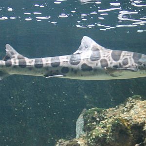 Leopard shark