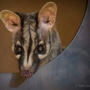 Owstons banded palm civet : Thrigby Hall : 25 Mar 2016