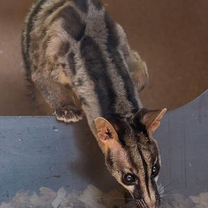 Owstons banded palm civet : Thrigby Hall : 25 Mar 2016