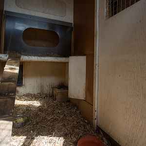 Owstons banded palm civet (exhibit) : Thrigby Hall : 25 Mar 2016