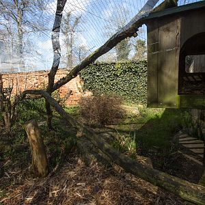 Owstons banded palm civet (exhibit) : Thrigby Hall : 25 Mar 2016