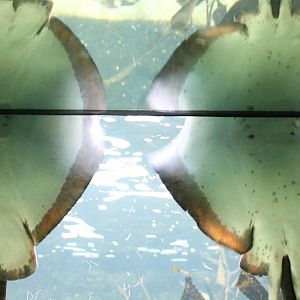 Male and female Ray-species