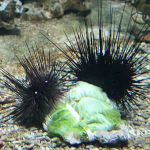 Sea urchins